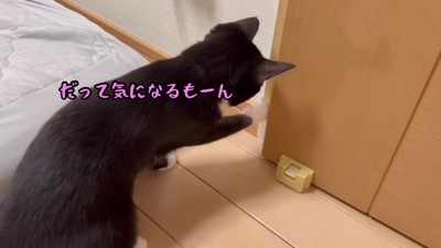 壁紙をはがすクロちゃん