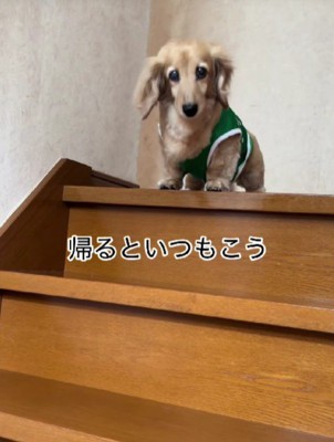 家族のお出迎えが日課