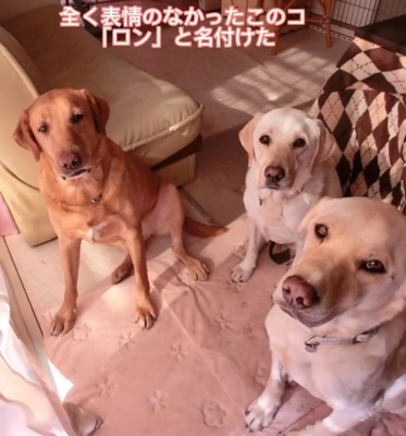 3匹の大型犬