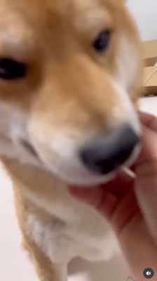 顎を撫でてもらう柴犬