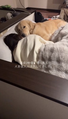 ベッドで密着して眠る犬と人