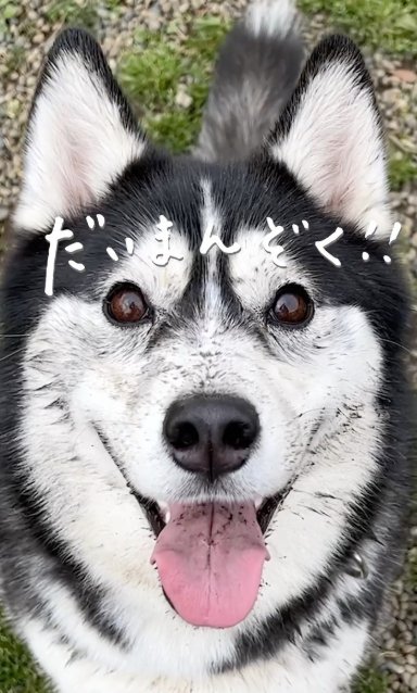 正面でアップのシベリアンハスキー