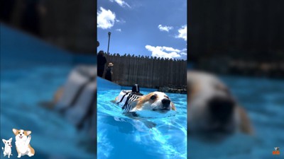 コーギーのスイミングスクール6