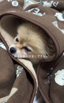 保護犬はリスクも抱えている