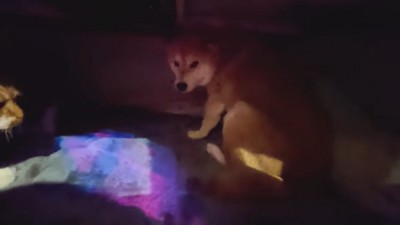 シャンプーをするスティーブくん2