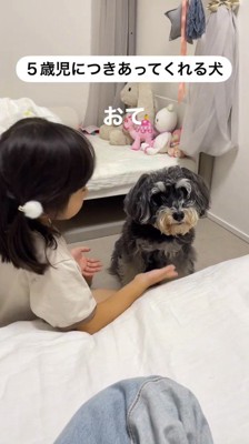 女の子が差し出した手を見つめる犬