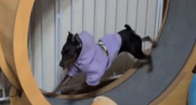 紫の服を着て走る犬