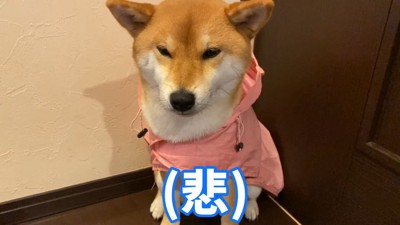 「やっぱり行けないのか…」