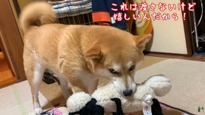 睨みながらしっぽをフリフリ♪