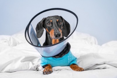 エリザベスカラーを着けて正面を見つめる犬