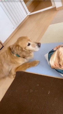 女の子を見つめる犬