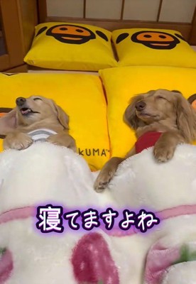 人間の子供のような寝姿