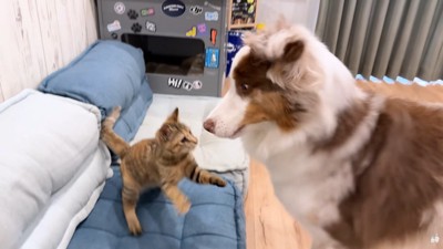 パンチを繰り出すたまちゃん