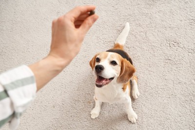 フードを見上げる犬