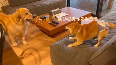 遊びたいうにくん