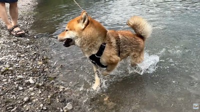 自力で岸に辿り着きました