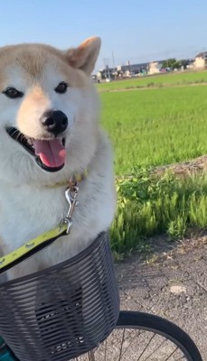 サイクリングがお気に入り