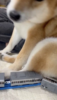 息子さんはお怒り