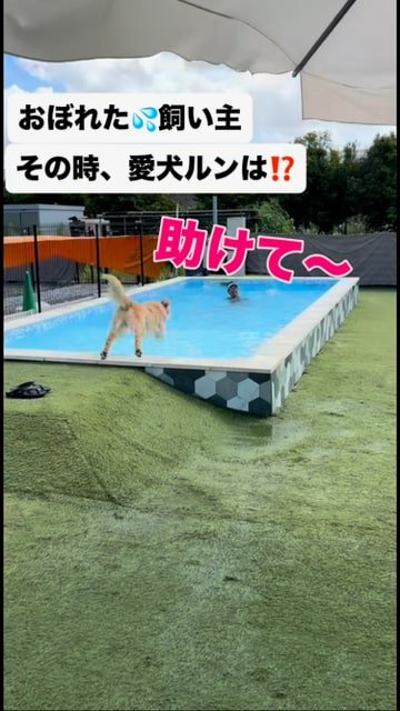 プールに飛び込む犬