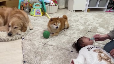 優しく見守る2匹