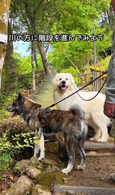 散歩する大型犬と超大型犬
