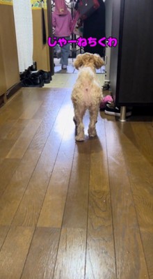 玄関先で犬に声をかける家族