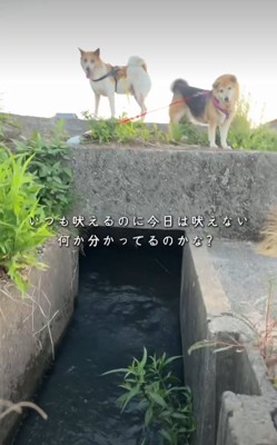 見つめる2匹の犬