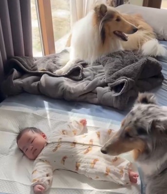 赤ちゃんの周りに集まる2匹の犬