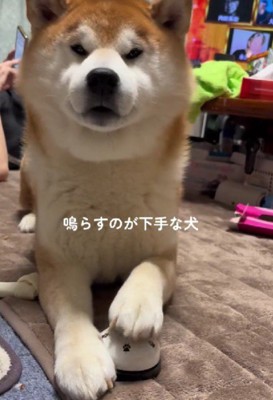 ベルは鳴らない