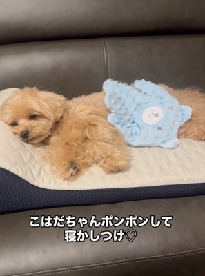 うとうとする犬
