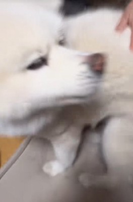 飼い主家族に撫でられる秋田犬