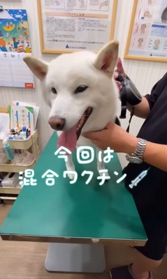 注射を打った時のだい吉くん