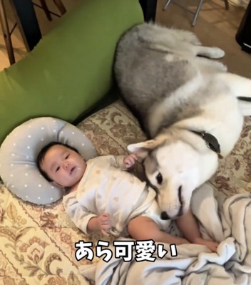 赤ちゃんに寄り添う犬