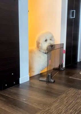 固まる栗丸くん