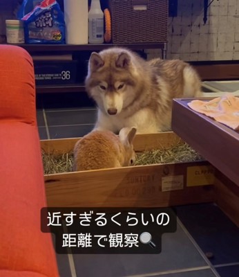 うさぎを見つめる犬