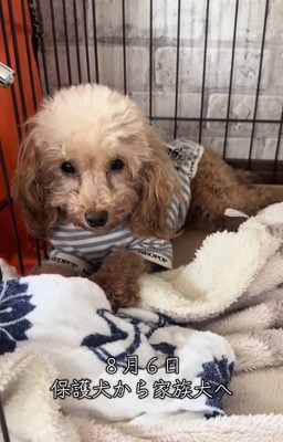 元繁殖犬のモカちゃん