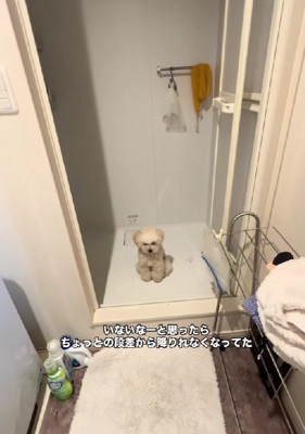 ハクちゃんが行方不明に…