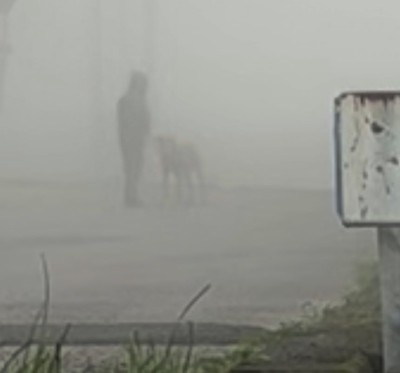 土佐犬