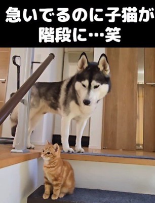 1階に降りたいはっちゃん