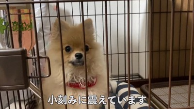 ブルブル震える姿が切ない