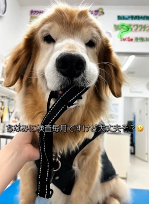震える大型犬