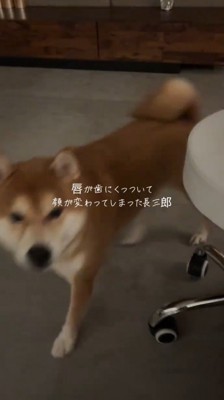 近づきながら飼い主の顔を見る犬