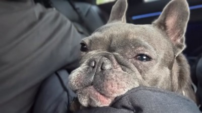 お顔が赤いフィッちゃん
