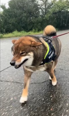 雨が降ってきた時のしんのすけ君5
