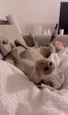 飼い主さんに甘えるジョージくん9