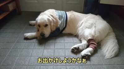 ギンちゃんの表情の変化4