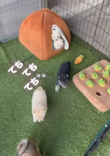 ハウスから出てきた3頭の柴犬パピー