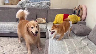 おからちゃんに猛抗議!!