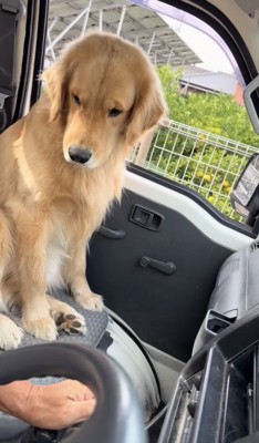 修理中の人をチラッと見る犬