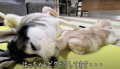 半分へそ天している犬の顔に尻尾を乗せる猫（アップ）「はっちゃんピクピクしてます…」